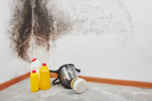 Best Mold Documentation for Insurance Claims  in Howard, WI